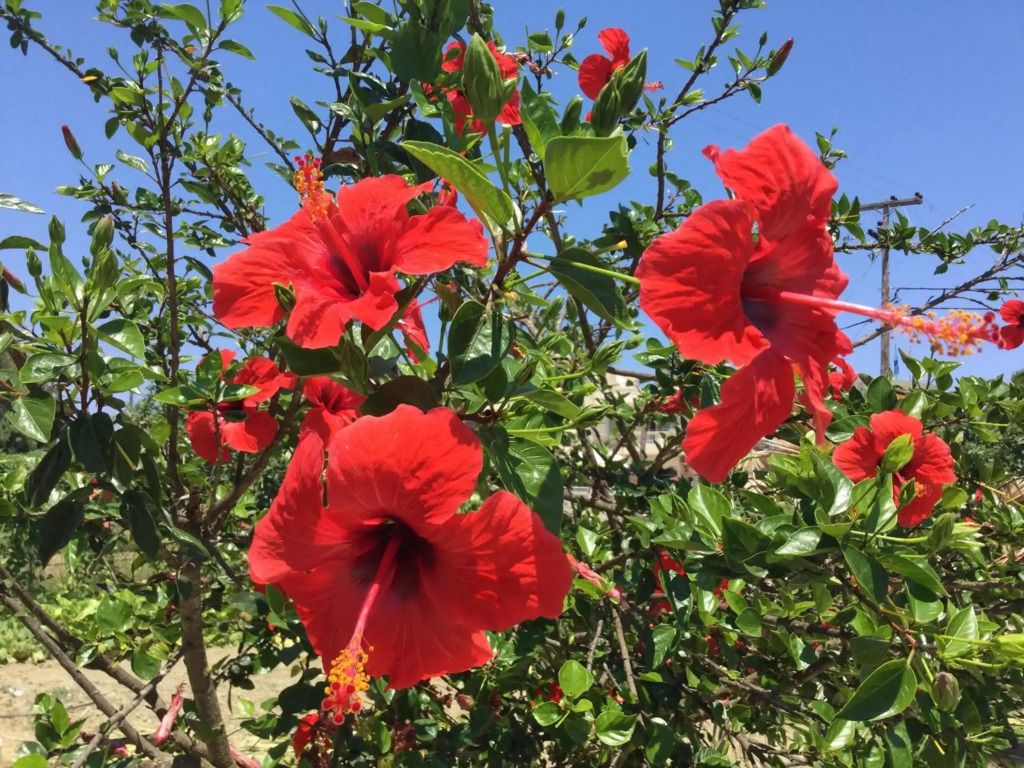 المظهر الخارجي