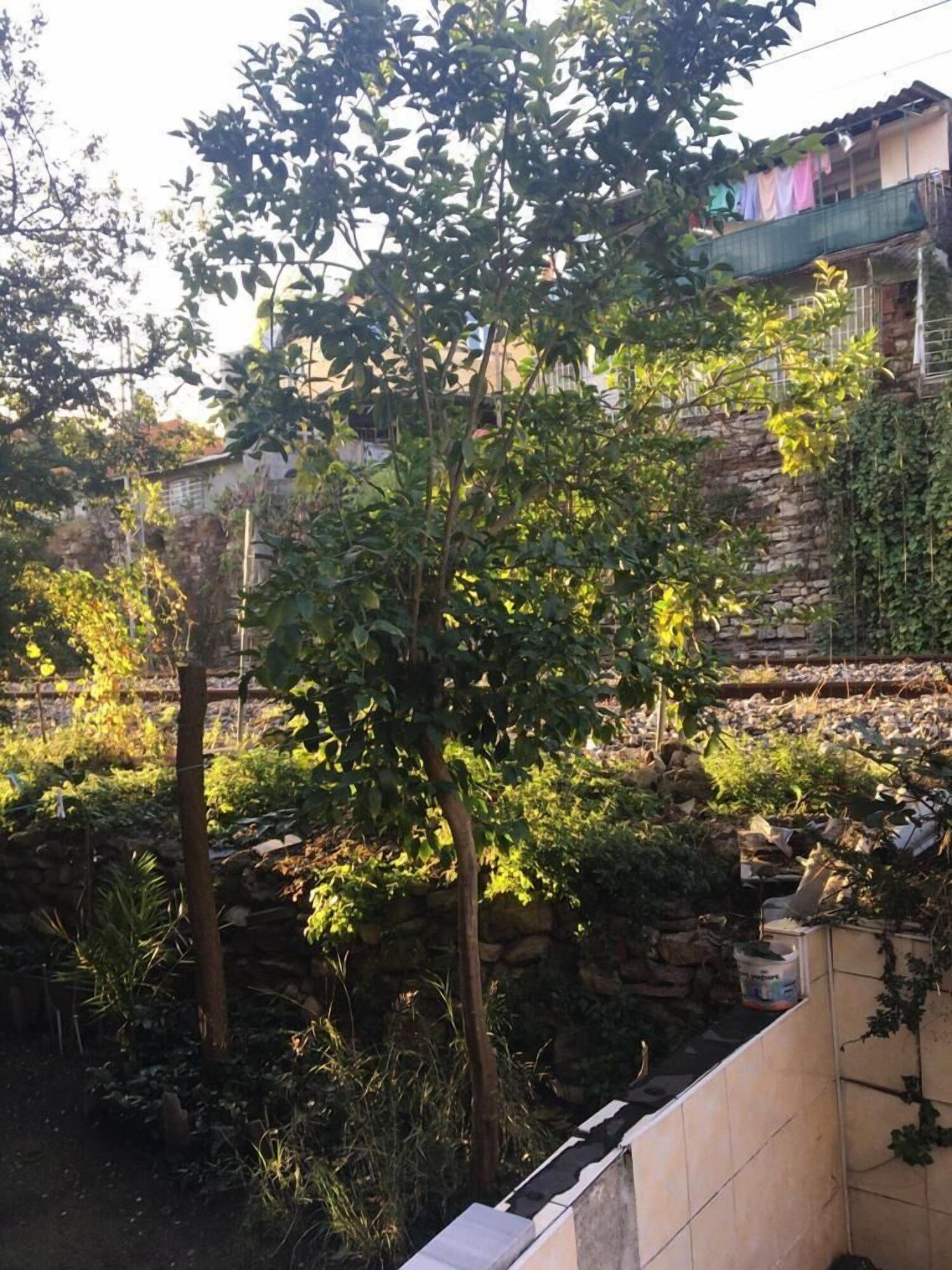 المظهر الخارجي