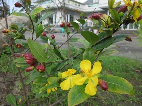 المظهر الخارجي