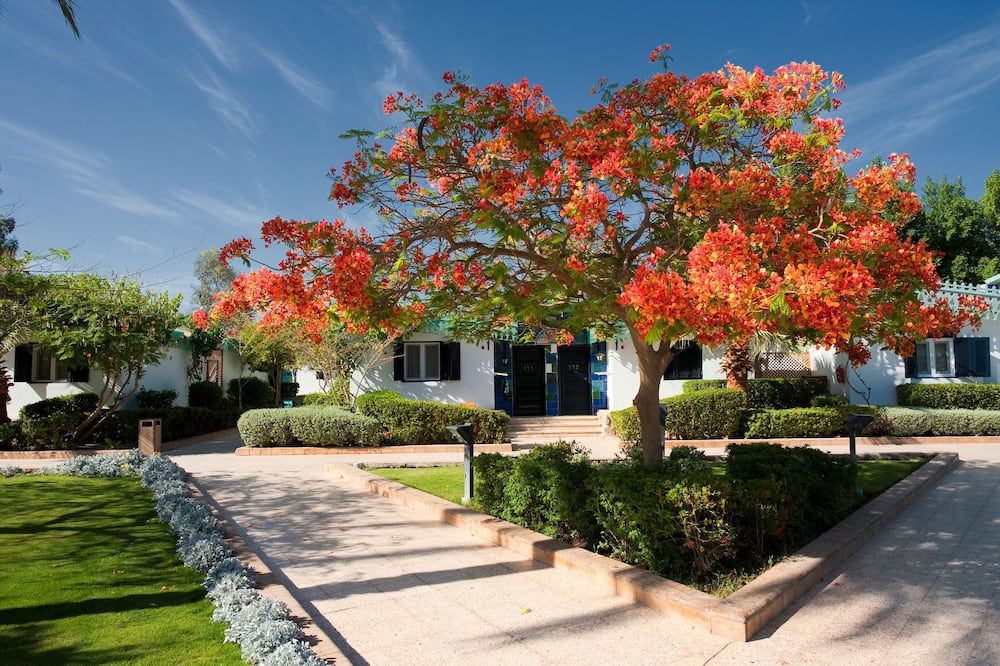 المظهر الخارجي