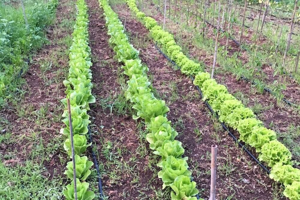 المظهر الخارجي