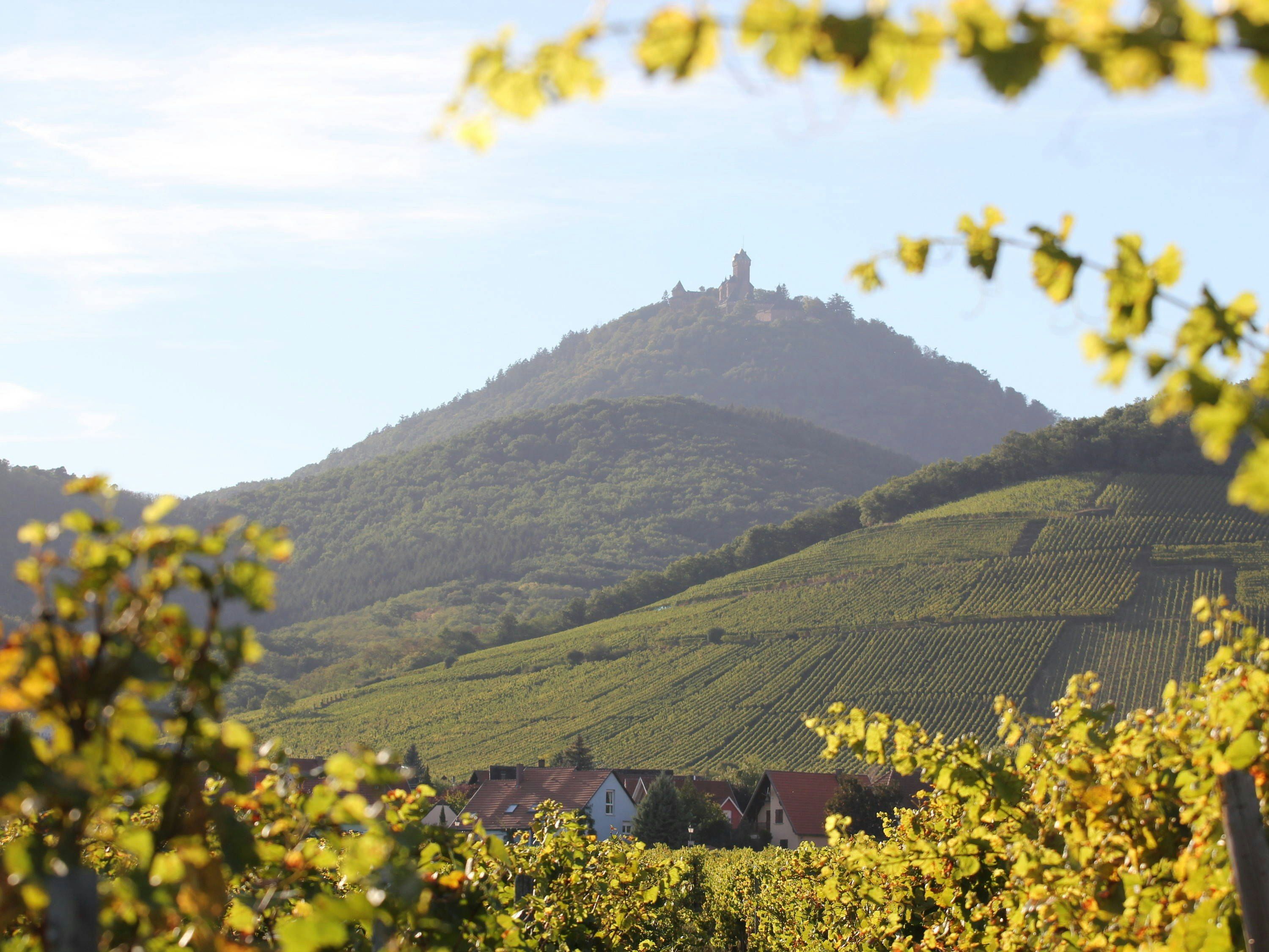 المظهر الخارجي