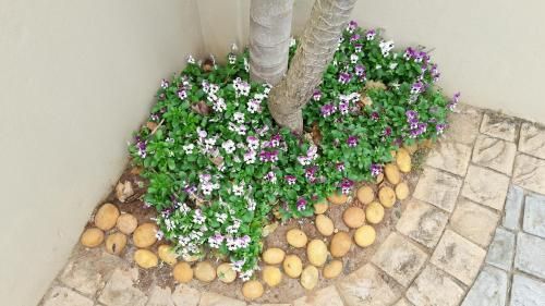 المظهر الخارجي