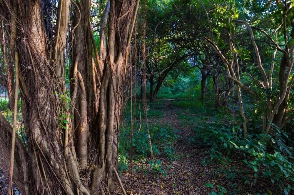 المظهر الخارجي