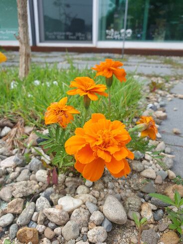 المظهر الخارجي