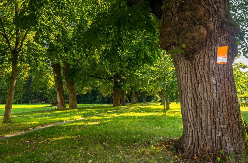 المظهر الخارجي