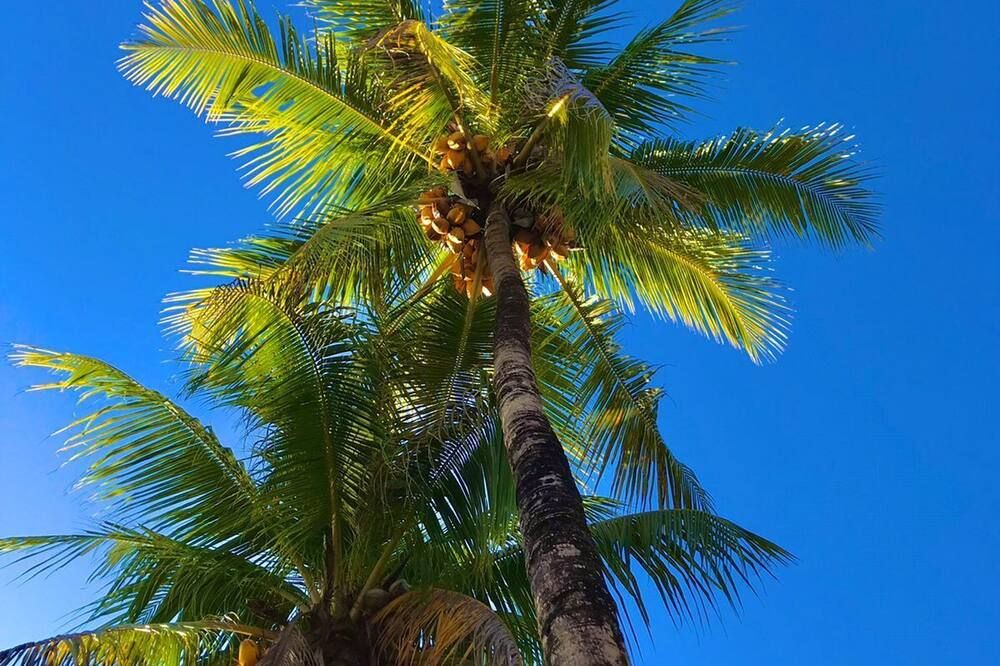 المظهر الخارجي