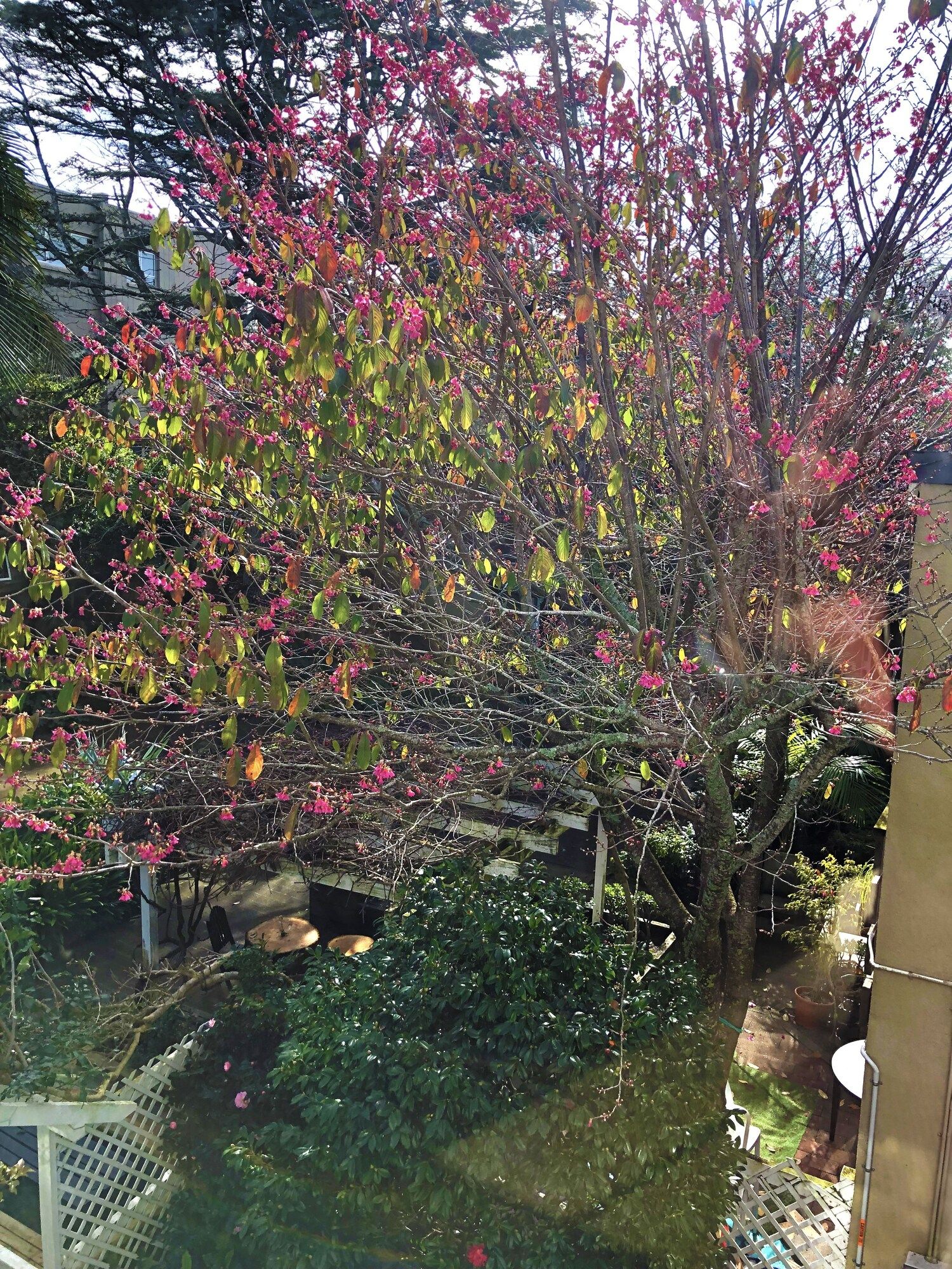 المظهر الخارجي