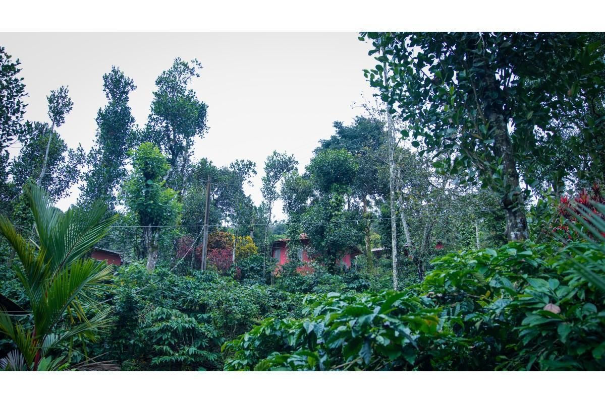 المظهر الخارجي