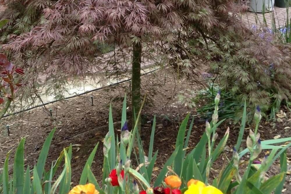 المظهر الخارجي