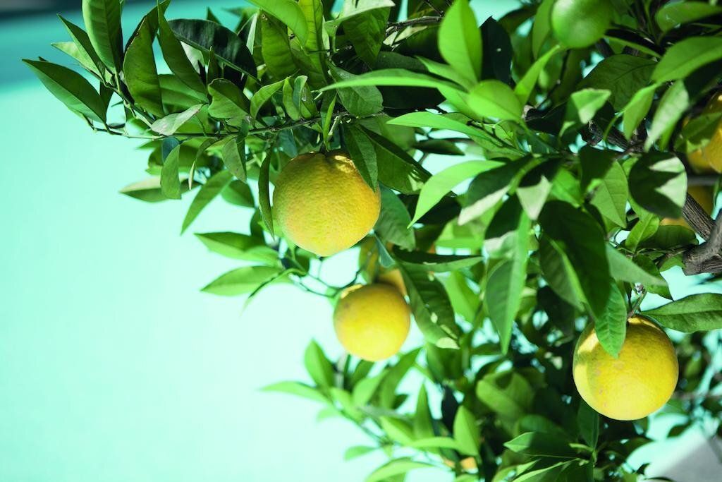 المظهر الخارجي