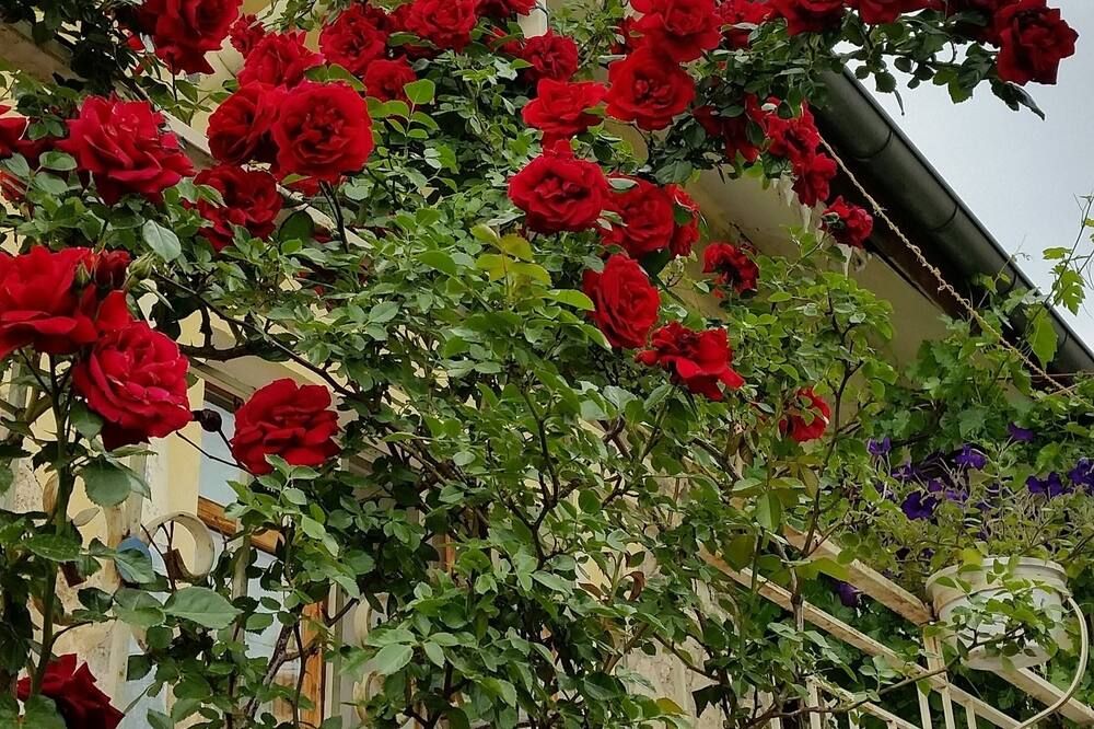 المظهر الخارجي