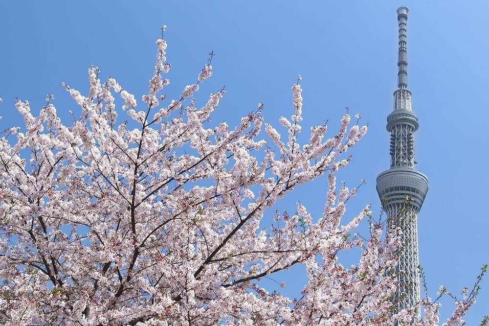 المظهر الخارجي