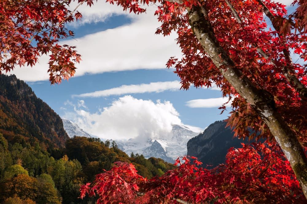 المظهر الخارجي