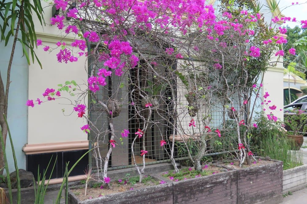 المظهر الخارجي