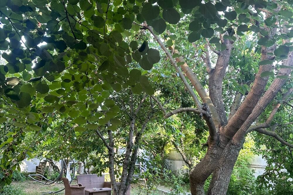 المظهر الخارجي