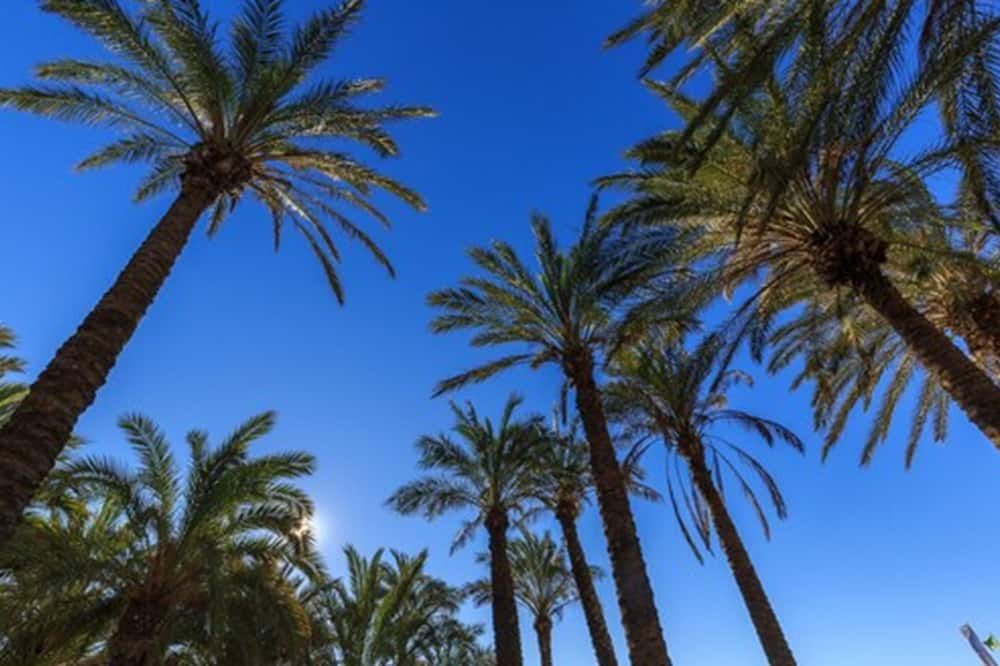 المظهر الخارجي