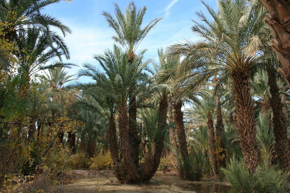 المظهر الخارجي