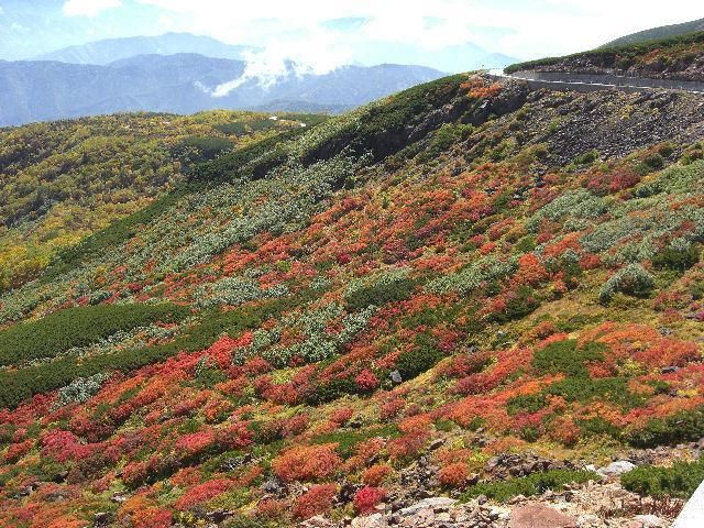 المظهر الخارجي