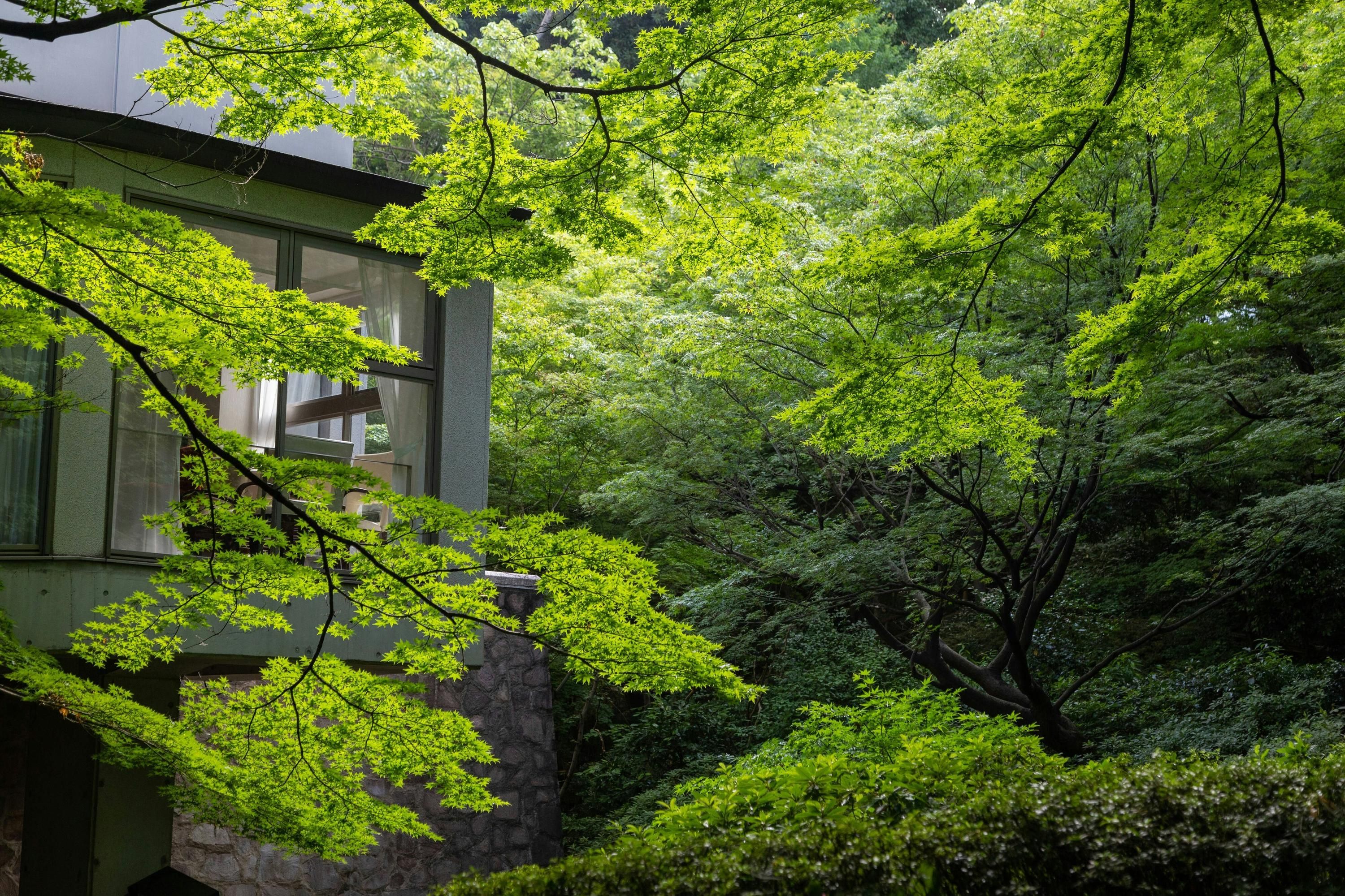 المظهر الخارجي