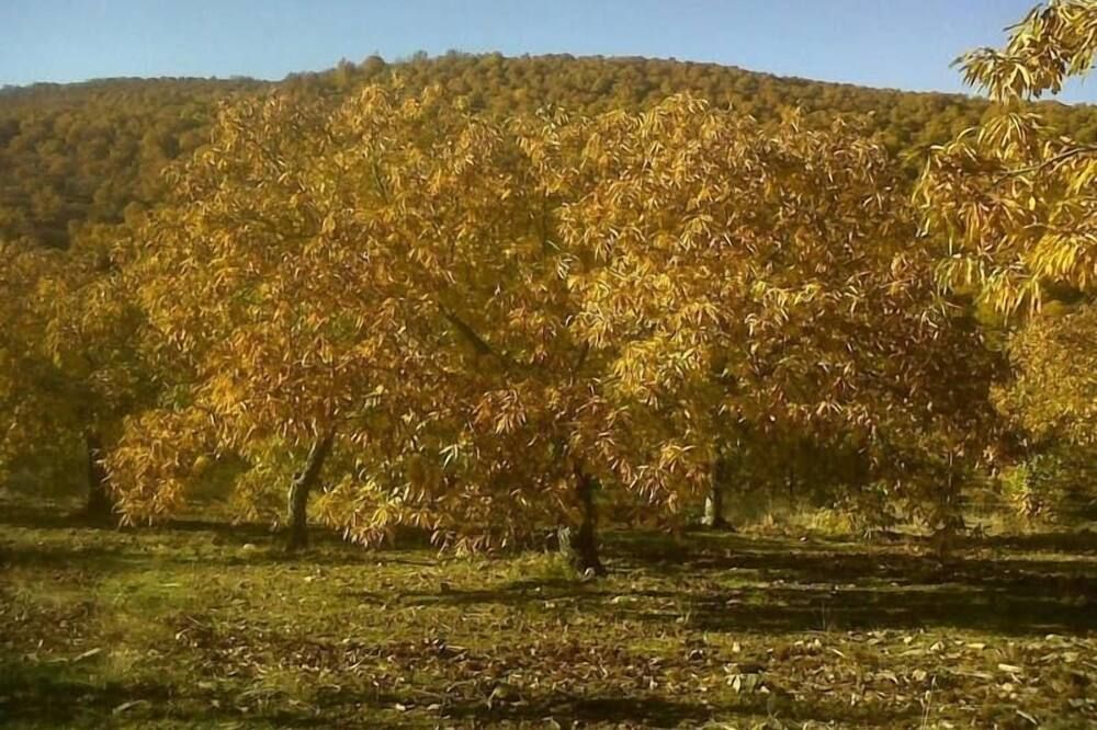 المظهر الخارجي