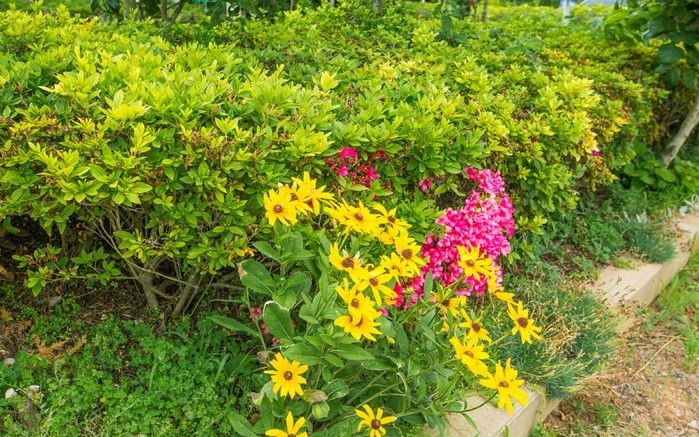 المظهر الخارجي