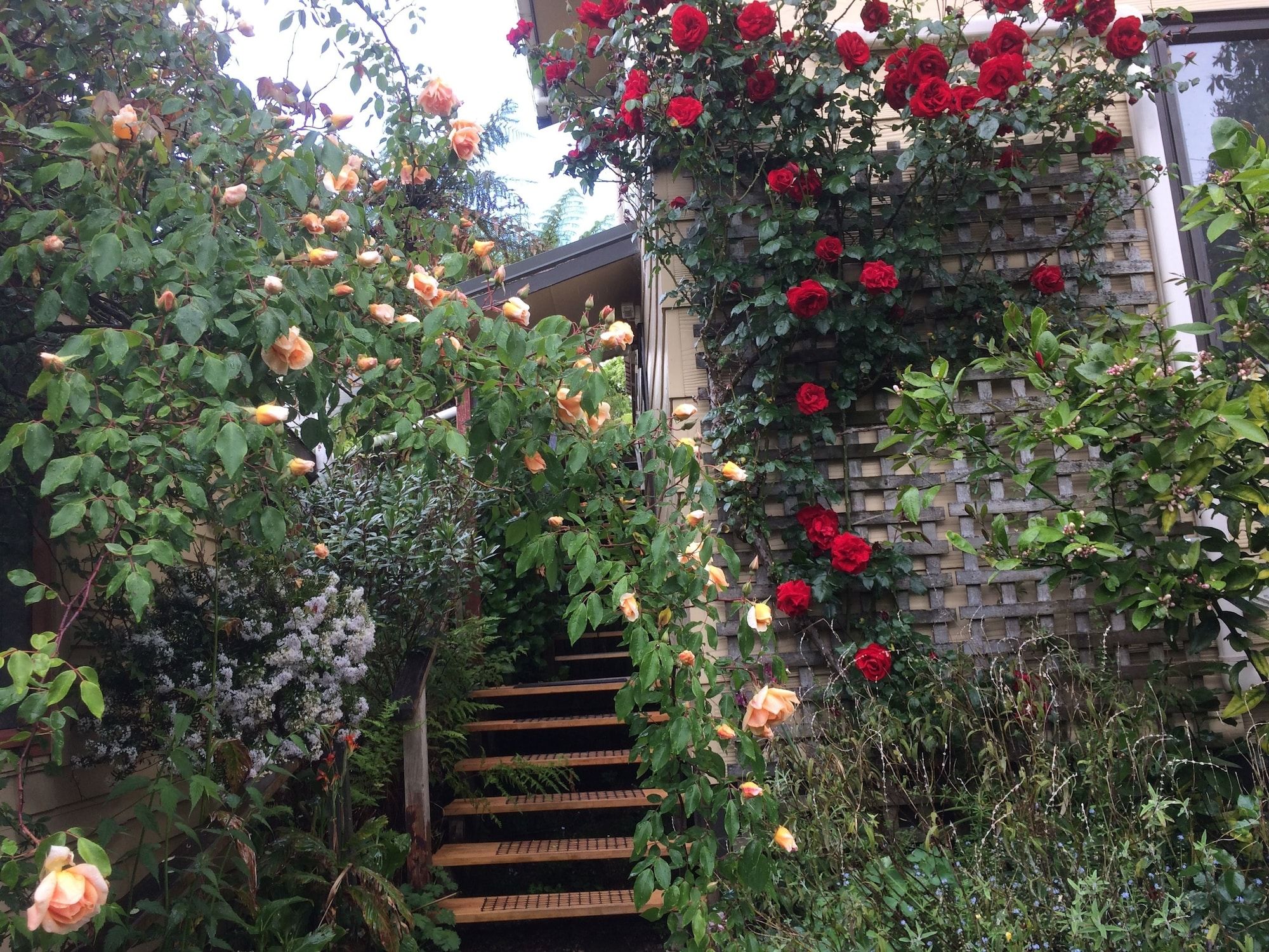 المظهر الخارجي