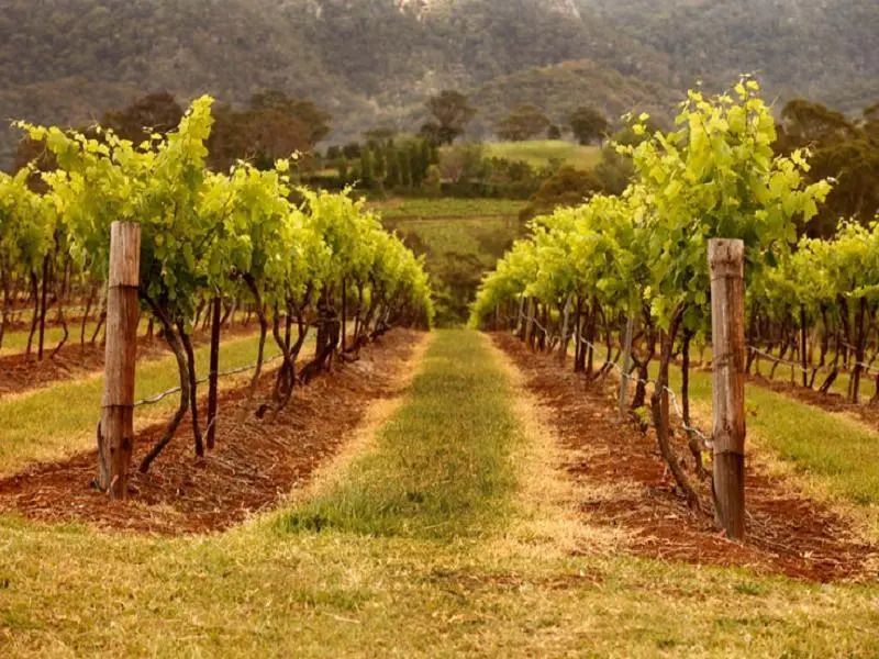 المظهر الخارجي