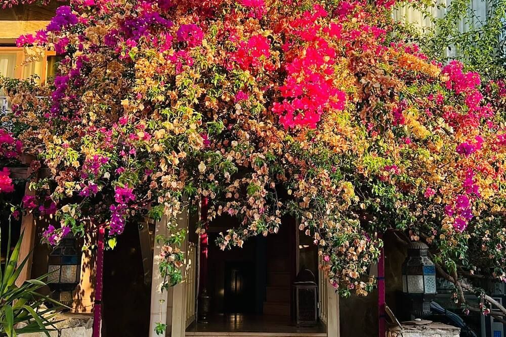 المظهر الخارجي