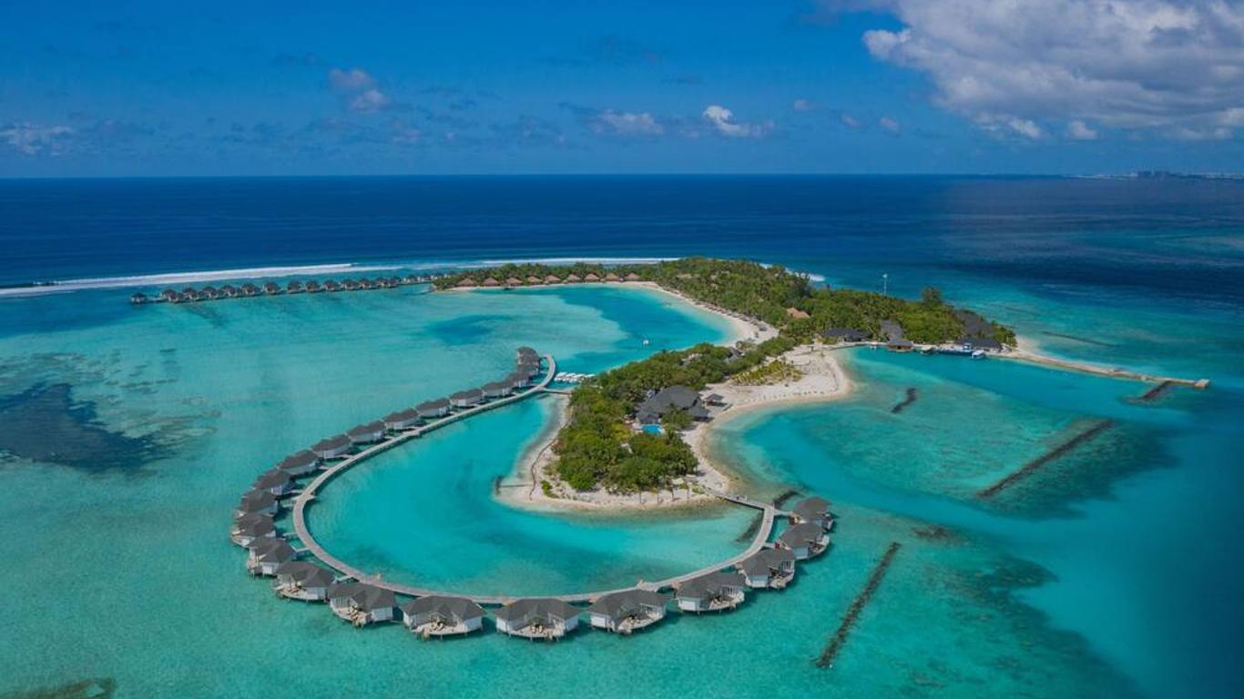 سينامون دونفيلي جزر المالديف