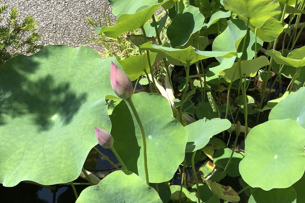 المظهر الخارجي