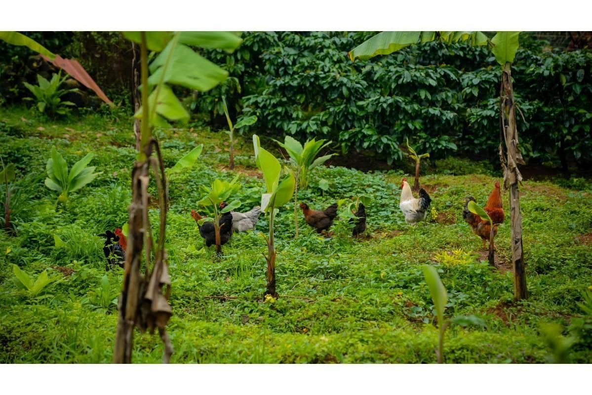 المظهر الخارجي