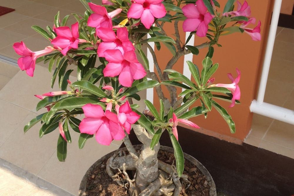 وسائل راحة في الغرف