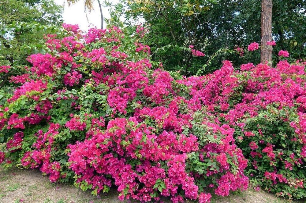 المظهر الخارجي