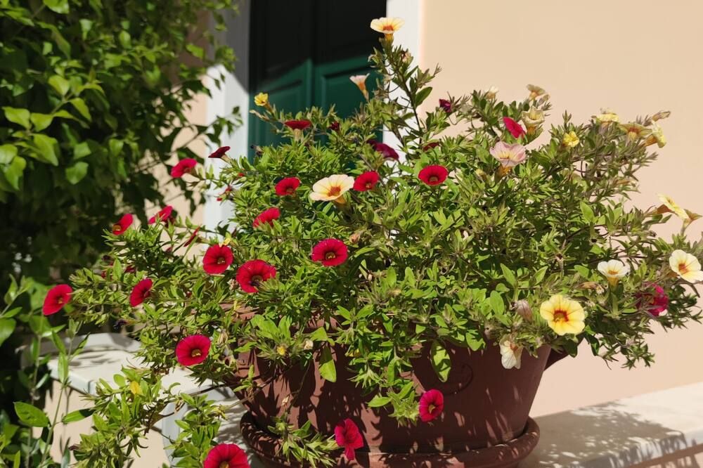 المظهر الخارجي