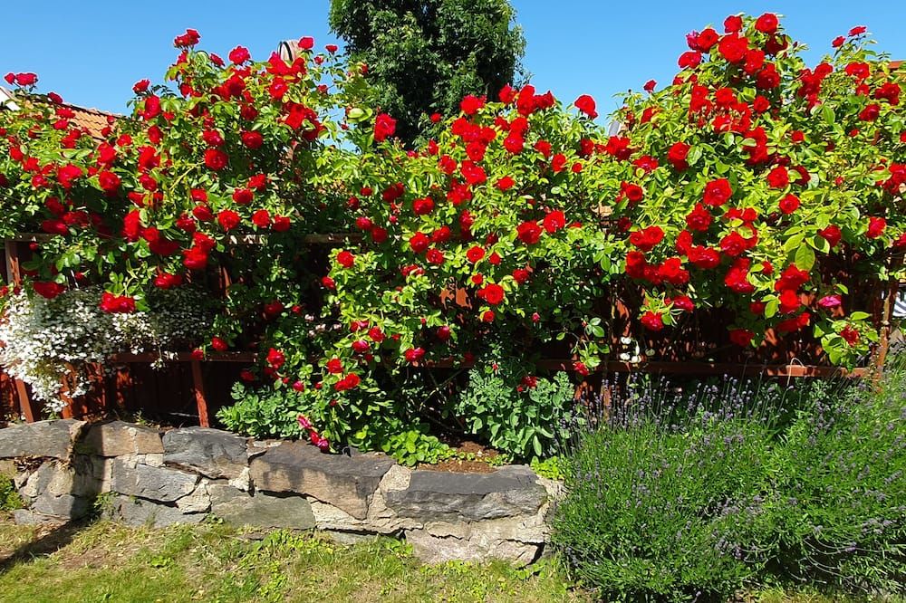 المظهر الخارجي