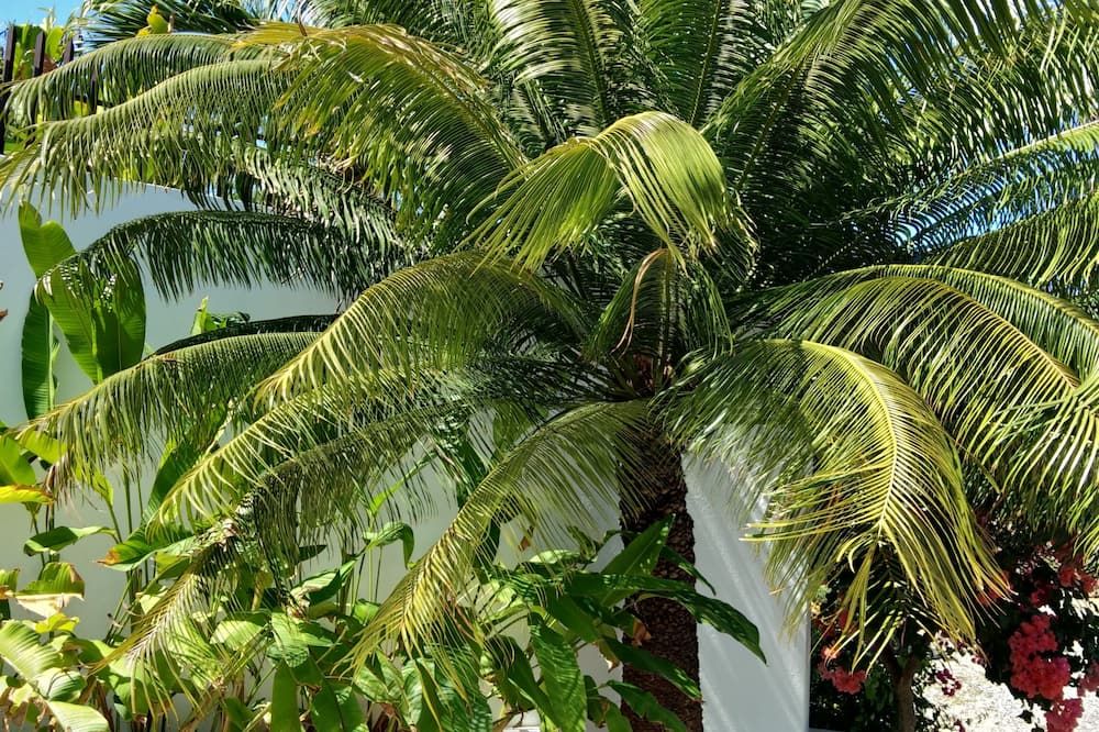 المظهر الخارجي