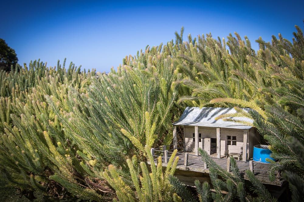 المظهر الخارجي