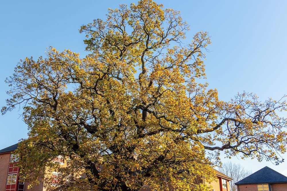 المظهر الخارجي