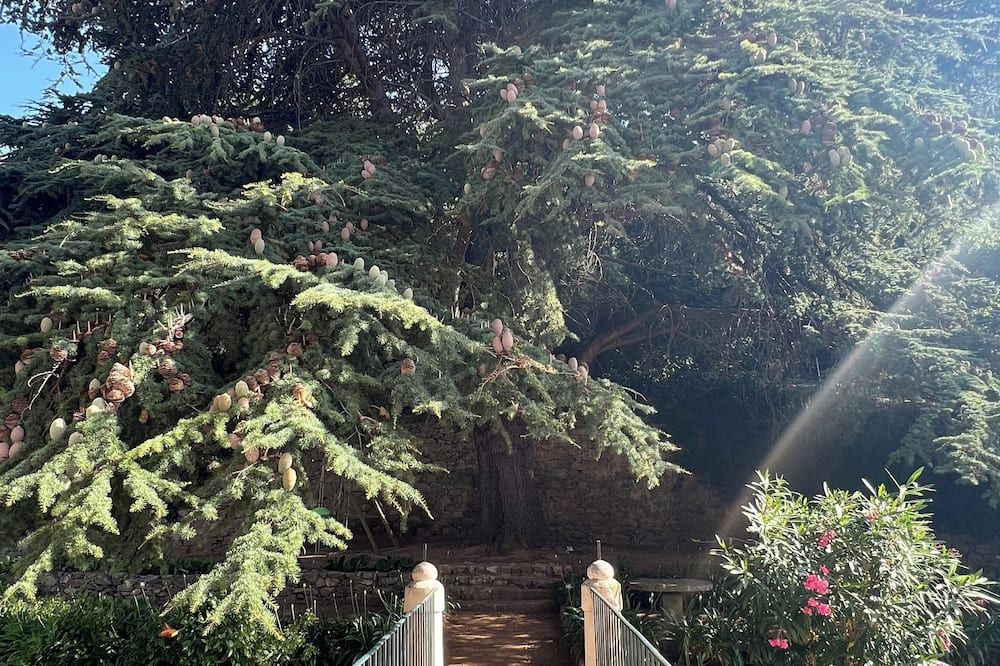 المظهر الخارجي