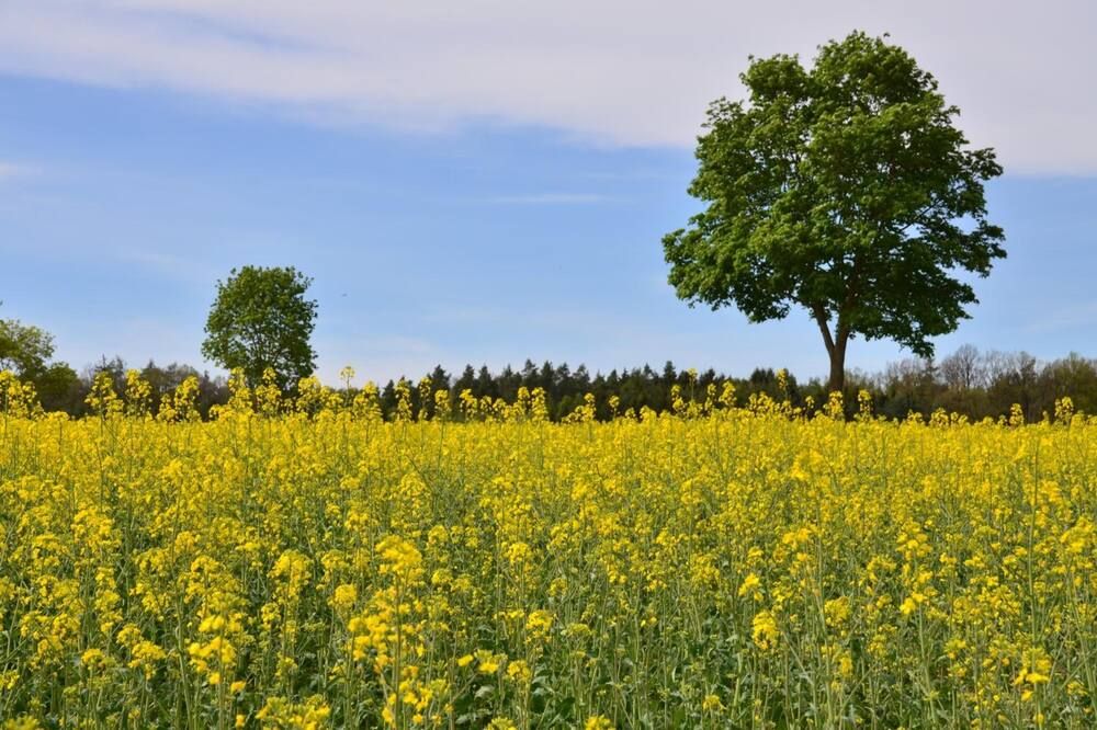 المظهر الخارجي
