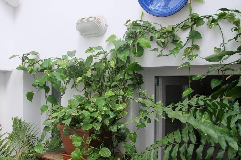 المظهر الخارجي