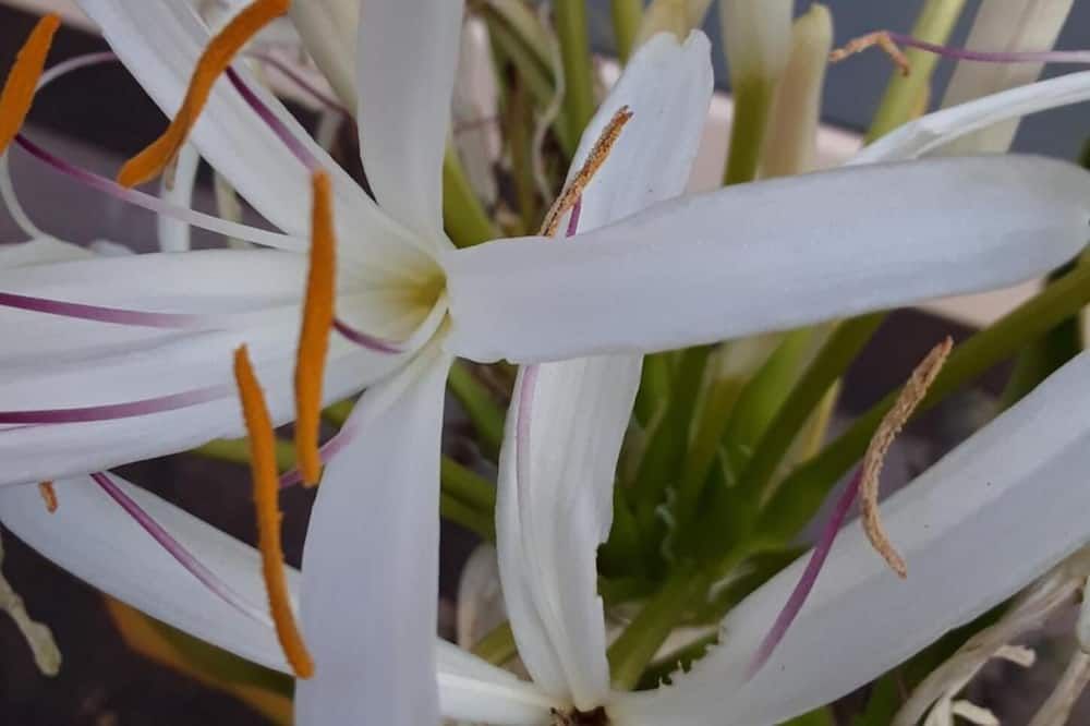 آخر