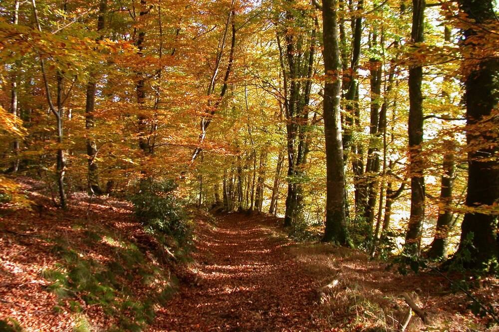 المظهر الخارجي