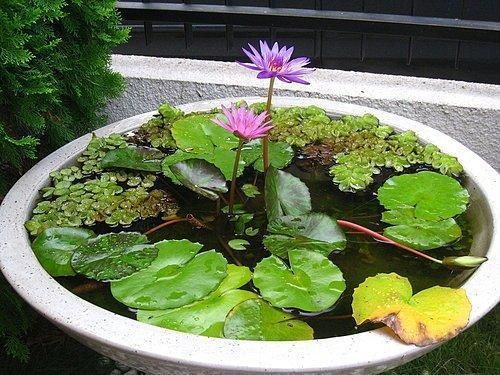 المظهر الخارجي