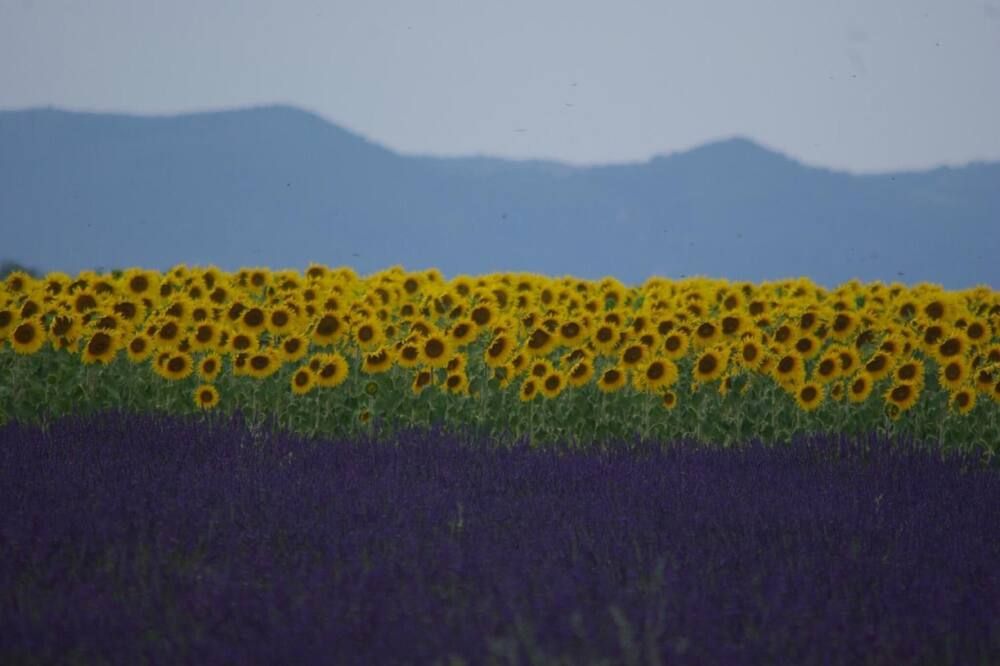 المظهر الخارجي