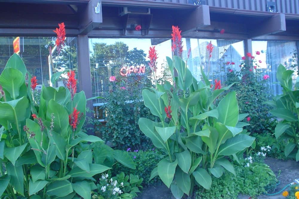 المظهر الخارجي