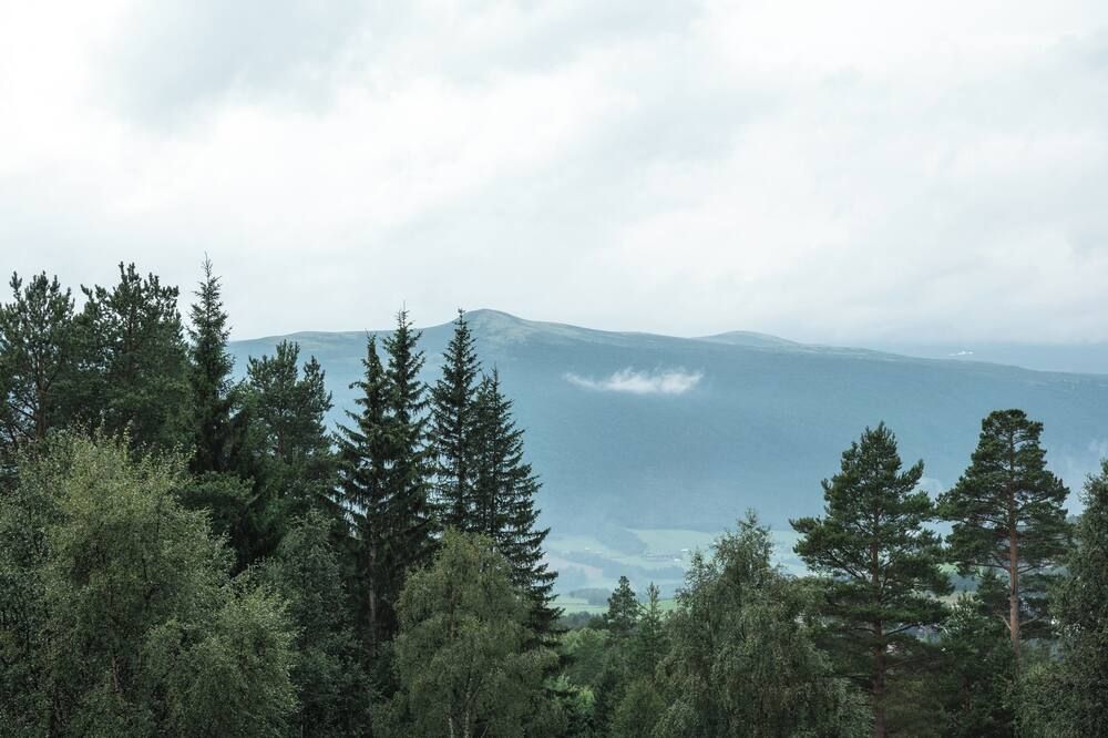 المظهر الخارجي