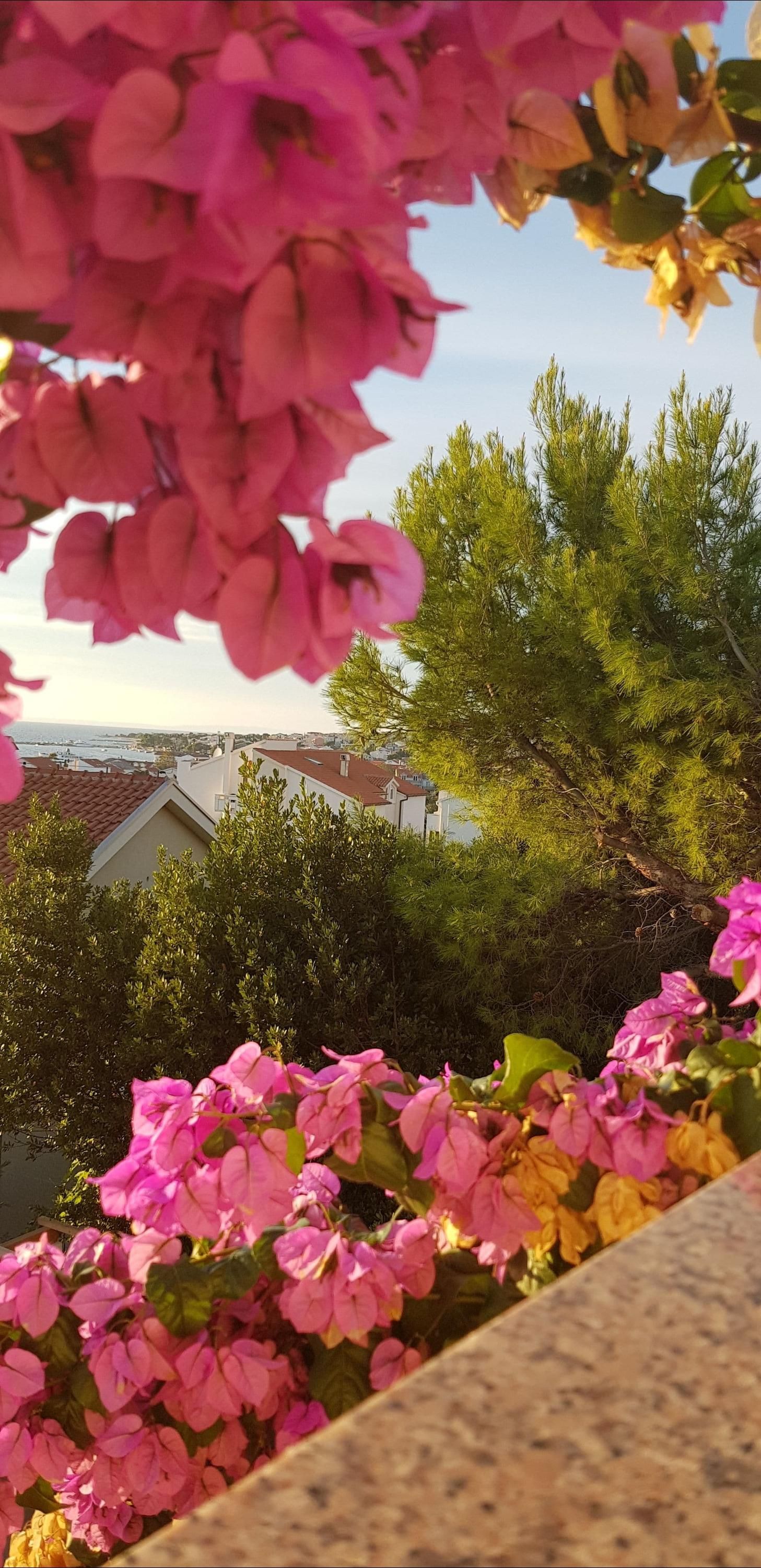 المظهر الخارجي