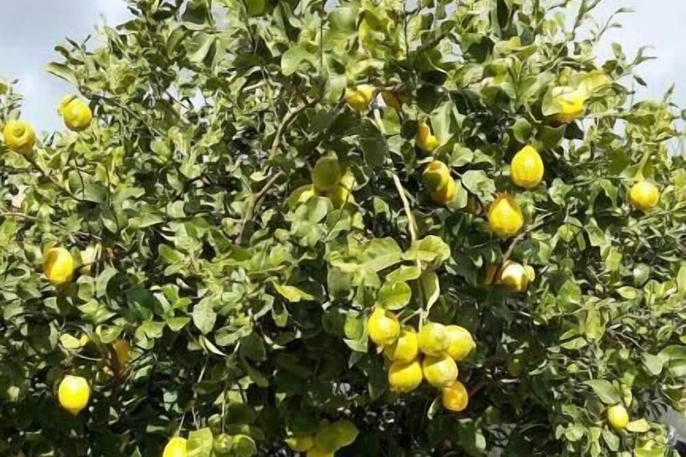 المظهر الخارجي
